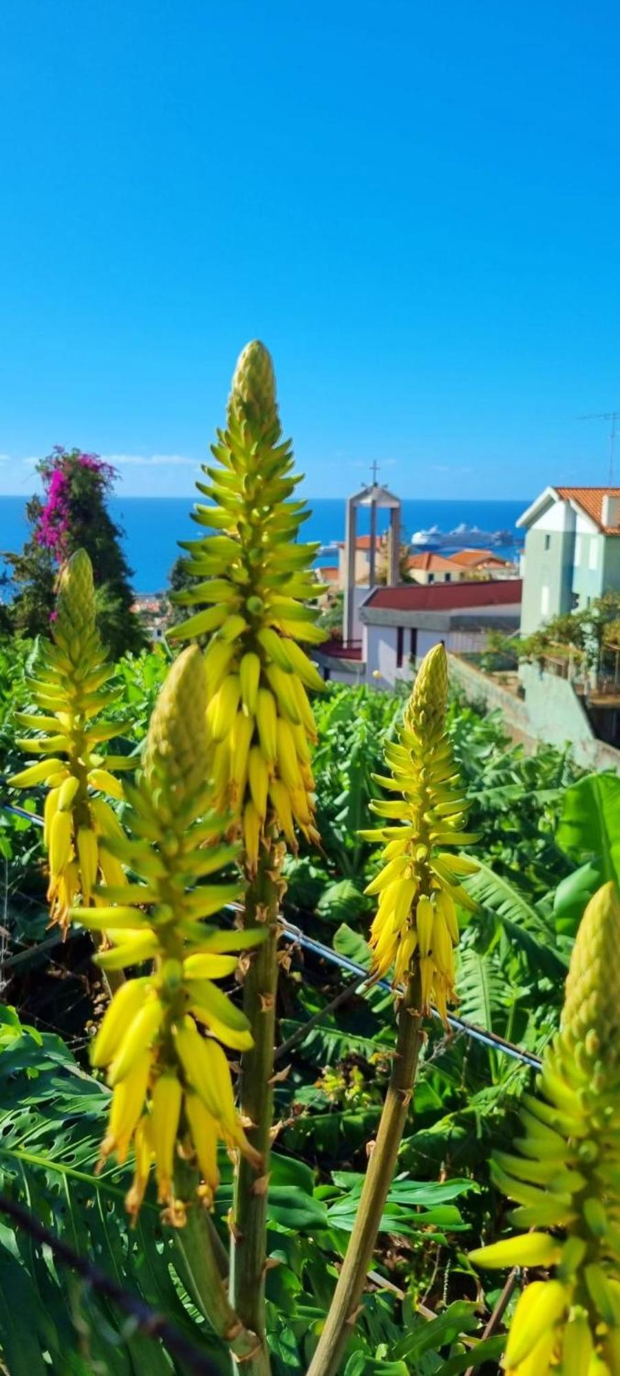 Villa Catanho فونشال المظهر الخارجي الصورة