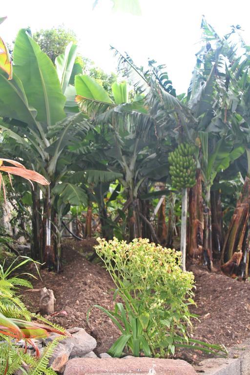 Villa Catanho فونشال المظهر الخارجي الصورة